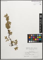 Foto von Salix retusa L.